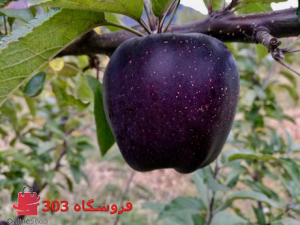 نهال سیب میراکل سیب سیاه