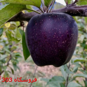 نهال سیب میراکل سیب سیاه