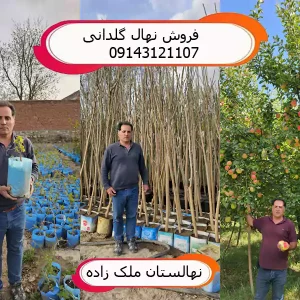 فروش نهال گلدانی در تبریز